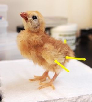 Beginner Baby Chick Taxidermy Workshop